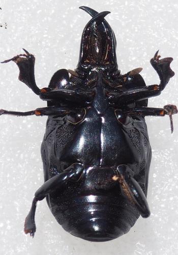 Oxysternus maximus